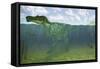 Baryonyx Swimming Amongst Some Lepidotes Fish-null-Framed Stretched Canvas