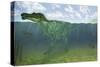 Baryonyx Swimming Amongst Some Lepidotes Fish-null-Stretched Canvas