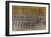 Bas-Relief Carvings, Angkor Wat, Angkor, UNESCO World Heritage Site, Siem Reap, Cambodia, Indochina-Michael Nolan-Framed Photographic Print