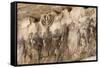 Bas-Relief on Arch of Titus Showing Menorah Taken from the Temple of Jerusalem-Stuart Black-Framed Stretched Canvas