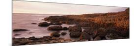 Basalt Columns of Giant's Causeway, Antrim Coast, Northern Ireland-null-Mounted Photographic Print