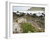 Basaltic Rock Formations, County Antrim, Northern Ireland-William Sutton-Framed Photographic Print