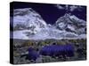 Base Camp at Lhotse, Southside of Everest, Nepal-Michael Brown-Stretched Canvas