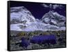 Base Camp at Lhotse, Southside of Everest, Nepal-Michael Brown-Framed Stretched Canvas