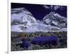 Base Camp at Lhotse, Southside of Everest, Nepal-Michael Brown-Framed Premium Photographic Print