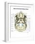 Base of Human Skull, Inferior View, with Labels-Stocktrek Images-Framed Art Print