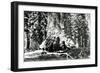 Base of the Grizzly Giant, C.1860s-Carleton Emmons Watkins-Framed Photographic Print