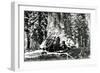 Base of the Grizzly Giant, C.1860s-Carleton Emmons Watkins-Framed Photographic Print
