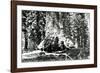 Base of the Grizzly Giant, C.1860s-Carleton Emmons Watkins-Framed Photographic Print