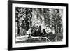 Base of the Grizzly Giant, C.1860s-Carleton Emmons Watkins-Framed Photographic Print