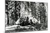 Base of the Grizzly Giant, C.1860s-Carleton Emmons Watkins-Mounted Photographic Print