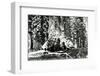 Base of the Grizzly Giant, C.1860s-Carleton Emmons Watkins-Framed Photographic Print