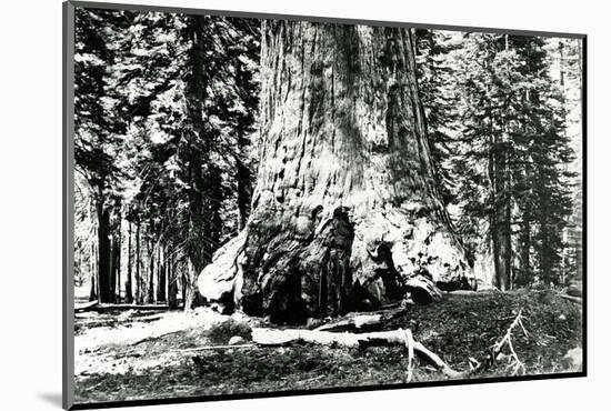 Base of the Grizzly Giant, C.1860s-Carleton Emmons Watkins-Mounted Photographic Print