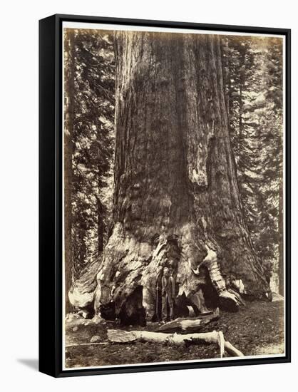Base of the Grizzly Giant-Carleton Emmons Watkins-Framed Stretched Canvas