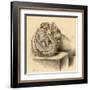 Base of the Skull and Second Views of the Orbit-null-Framed Art Print