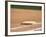 Baseball Base-Steven Sutton-Framed Photographic Print