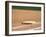 Baseball Base-Steven Sutton-Framed Photographic Print