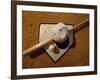 Baseball Bat with a Cap, and a Baseball on the Home Base-null-Framed Photographic Print