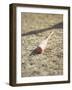 Baseball Bat-Chris Trotman-Framed Photographic Print