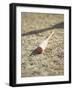 Baseball Bat-Chris Trotman-Framed Photographic Print