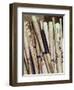 Baseball Bats-Paul Sutton-Framed Premium Photographic Print