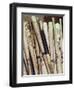 Baseball Bats-Paul Sutton-Framed Premium Photographic Print