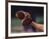 Baseball Catcher's Mitt-null-Framed Photographic Print