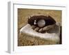 Baseball in a Baseball Glove on a Base-null-Framed Premium Photographic Print