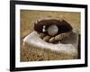 Baseball in a Baseball Glove on a Base-null-Framed Premium Photographic Print