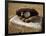 Baseball in a Baseball Glove on a Base-null-Framed Premium Photographic Print