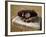 Baseball in a Baseball Glove on a Base-null-Framed Photographic Print