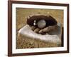 Baseball in a Baseball Glove on a Base-null-Framed Photographic Print