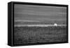 Baseball in the Field-null-Framed Stretched Canvas