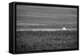 Baseball in the Field-null-Framed Stretched Canvas