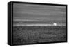 Baseball in the Field-null-Framed Stretched Canvas