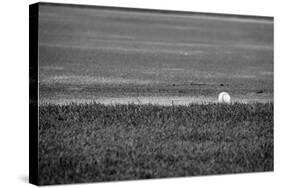 Baseball in the Field-null-Stretched Canvas