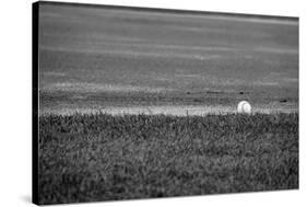 Baseball in the Field-null-Stretched Canvas