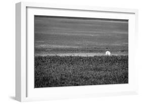 Baseball in the Field-null-Framed Photo