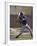 Baseball Player in Action Batting-null-Framed Photographic Print