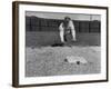 Baseball Player Richie Ashburn Making a Belly-Whopper Slide into Base During Practice-Ralph Morse-Framed Premium Photographic Print