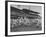 Baseball Players Catch Ball Thrown by Pres. Harry S. Truman at Opening Game for Washington Senators-Marie Hansen-Framed Premium Photographic Print