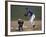 Baseball Players in Action-null-Framed Photographic Print