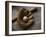 Baseball Still Life-null-Framed Photographic Print