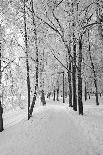 Tree in Snow on Celestial Background-basel101658-Framed Photographic Print