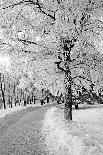 Tree in Snow on Celestial Background-basel101658-Laminated Photographic Print