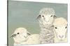 Bashful Sheep II-Jade Reynolds-Stretched Canvas