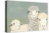 Bashful Sheep II-Jade Reynolds-Stretched Canvas