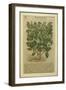 Basil, a Botanical Plate from the 'Discorsi' by Pietro Andrea Mattioli-Italian School-Framed Giclee Print