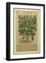 Basil, a Botanical Plate from the 'Discorsi' by Pietro Andrea Mattioli-Italian School-Framed Giclee Print