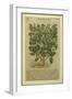 Basil, a Botanical Plate from the 'Discorsi' by Pietro Andrea Mattioli-Italian School-Framed Giclee Print